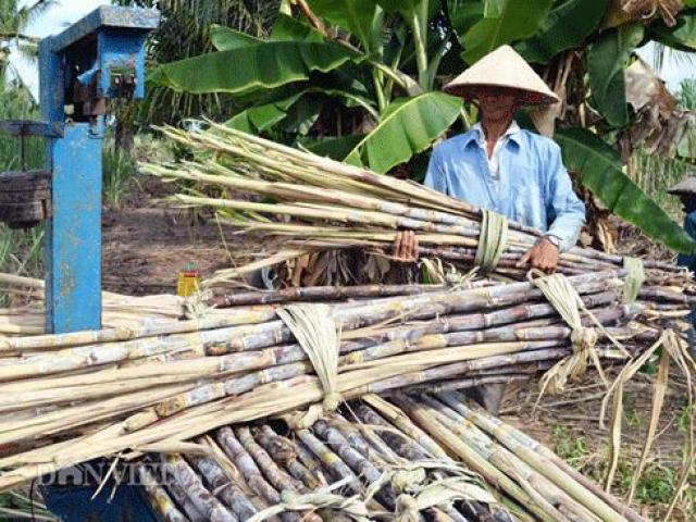 Thị trường - Tiêu dùng - Không thể sống với cây mía, nông dân Cà Mau "xé rào" nuôi tôm