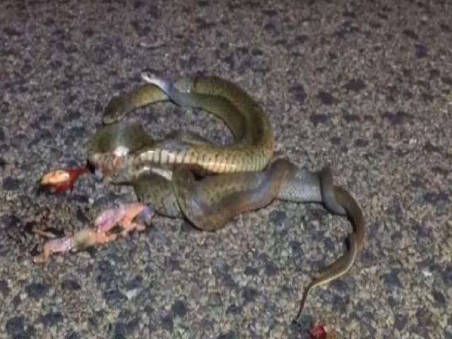 Thế giới - Video: Rắn đực quấn chặt quanh xác bạn tình bị xe cán