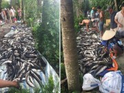 Điều tra vụ cá lóc chết hàng loạt, nghi bị đầu độc ở Kiên Giang
