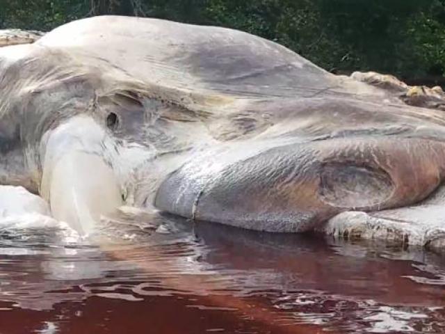 Sự thật quái vật khổng lồ trôi dạt vào bờ biển Indonesia
