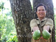 Thị trường - Tiêu dùng - Cây bơ “vàng” 40 năm tuổi, mỗi năm cho thu 200 triệu đồng
