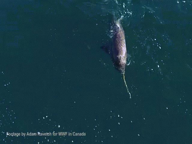 Thế giới - Hành động khác lạ của loài thủy quái độc nhất đại dương