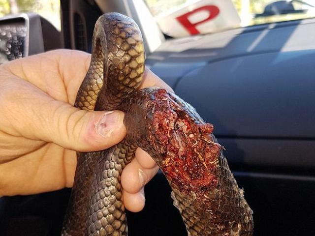 Phi thường - kỳ quặc - Úc: Dùng xẻng chặt đầu rắn độc vì cả gan giết chó nhà