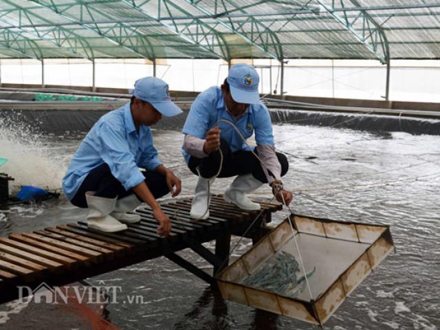 Thị trường - Tiêu dùng - Bạc Liêu "mơ" thành vựa tôm công nghiệp lớn nhất nước