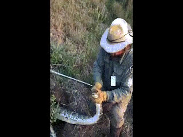 Thế giới - Mỹ: Vào tận hang ổ lôi trăn khổng lồ dài 6m ra ngoài