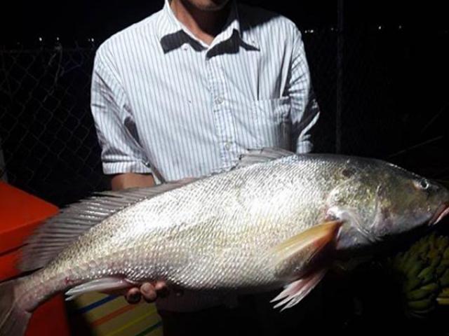 Tin tức trong ngày - Nông dân miền Tây bắt được cá lạ "khủng", nghi sủ vàng quý hiếm