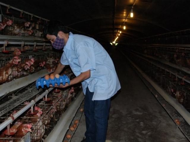 Thị trường - Tiêu dùng - Sau heo, đến lượt trứng gà 'kêu cứu'