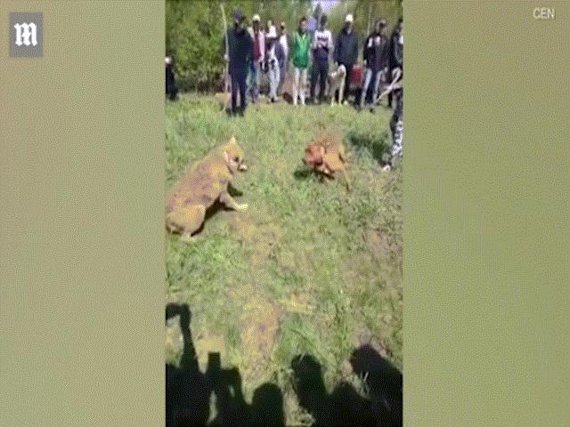Chó sói khổ sở chống đỡ chó nhà trong trận chiến sinh tử