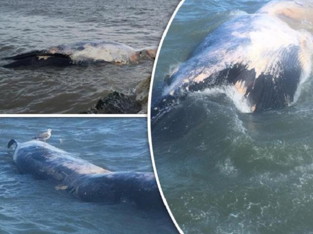 Thế giới - Xác cá voi khổng lồ liên tiếp "cập bờ" biển Anh