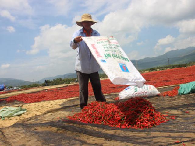 Thị trường - Tiêu dùng - Xót xa giá ớt đang 50.000 rớt còn 3.000 đồng/kg: Lại do Trung Quốc?