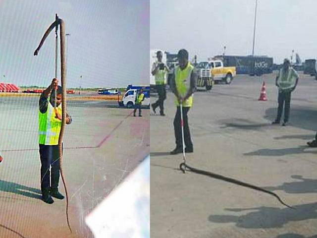 Thế giới - Trăn khổng lồ bò vào sân bay Ấn Độ, suýt lên máy bay