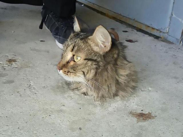 Phi thường - kỳ quặc - Mèo bị kẹt trong sàn xi măng, quá béo nên không thể chui ra