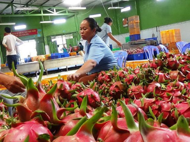 Thị trường - Tiêu dùng - "Ngủ quên" trong chiến thắng, thanh long Việt mất thế độc tôn