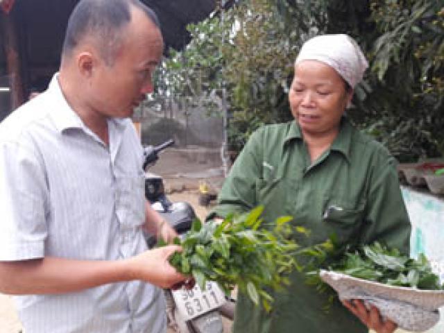 Thị trường - Tiêu dùng - Trồng cây tiền tỷ: Chỉ 1 cây rau sắng rừng thu 3 triệu đồng ngon ơ