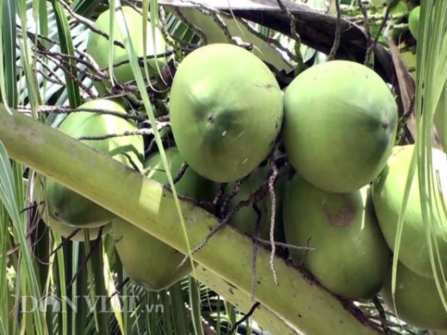 Thị trường - Tiêu dùng - "Đút túi" trăm triệu đồng/năm từ 70 cây dừa xiêm