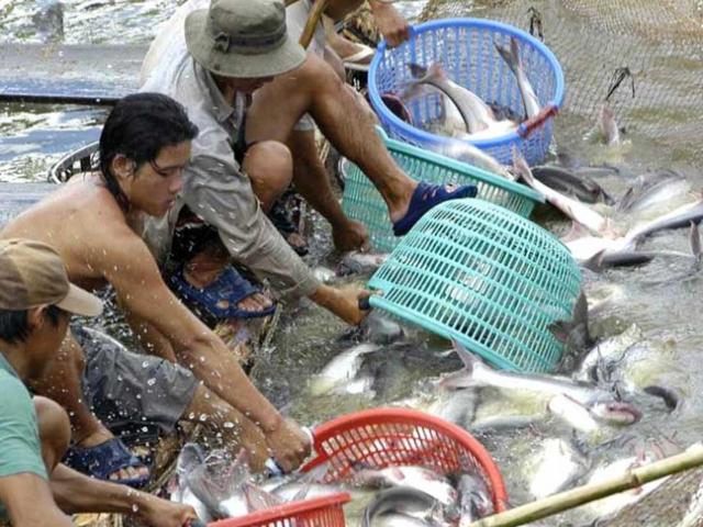 Tài chính - Bất động sản - Cười ra nước mắt với quy hoạch cá, dưa hấu, karaoke