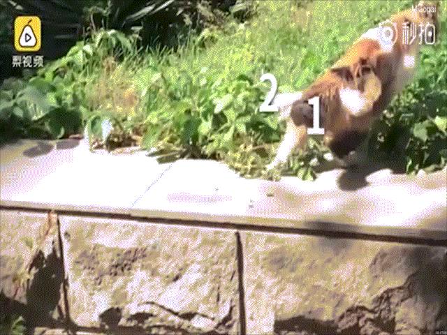 Phi thường - kỳ quặc - Bất ngờ phát hiện mèo hồ ly tinh có 3 đuôi