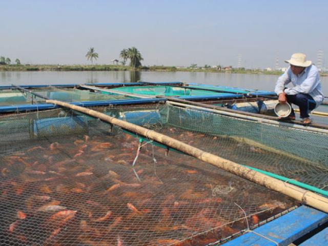 Thị trường - Tiêu dùng - Vì sao nuôi cá lồng lãi cao, nhưng nông dân Đà Nẵng vẫn phập phồng lo lắng?