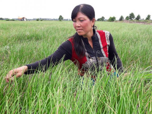 Thị trường - Tiêu dùng - Trồng cây tiền tỷ: Nghề trồng kiệu thu lãi 200-300 triệu đồng/ha