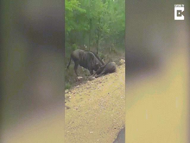 Phi thường - kỳ quặc - Linh dương giả chết, bị húc cho "sống lại" cong đuôi chạy