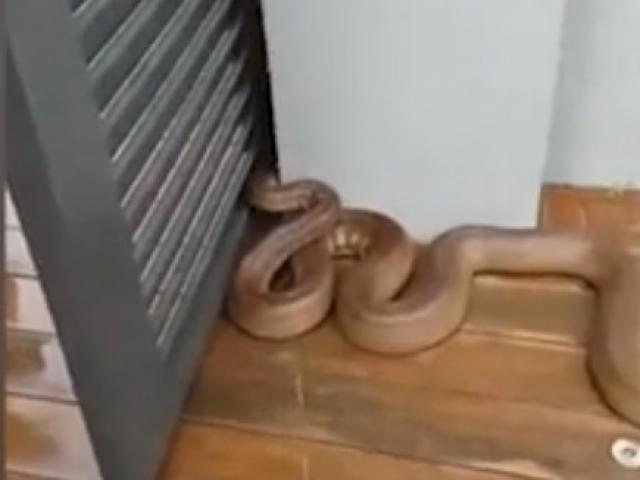 Phi thường - kỳ quặc - Đi vệ sinh, bất ngờ gặp trăn nước khổng lồ nấp sau cánh cửa