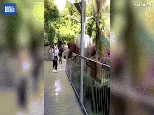 Phi thường - kỳ quặc - Đười ươi bế con thoát khỏi chuồng trong vườn thú