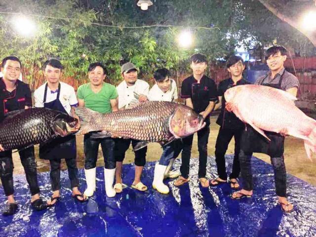 Bộ 3 cá hô ”khủng” màu hồng, vàng, đen xuất hiện ở Sài Gòn