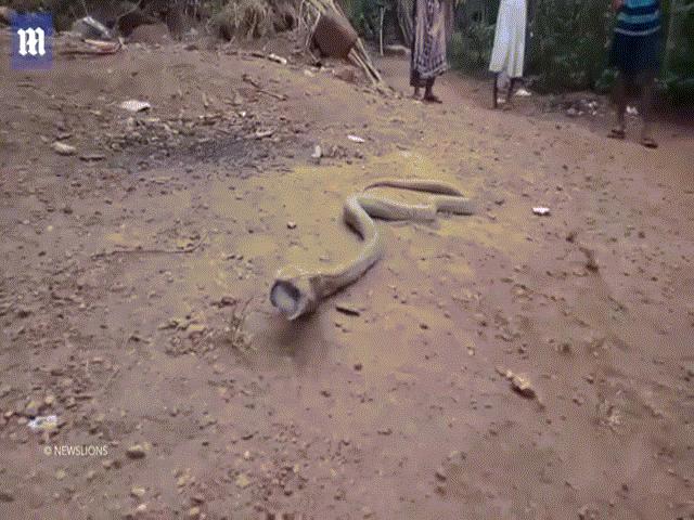 Thế giới - Hổ mang chúa khổng lồ quằn quại nôn ra chai nhựa to đùng