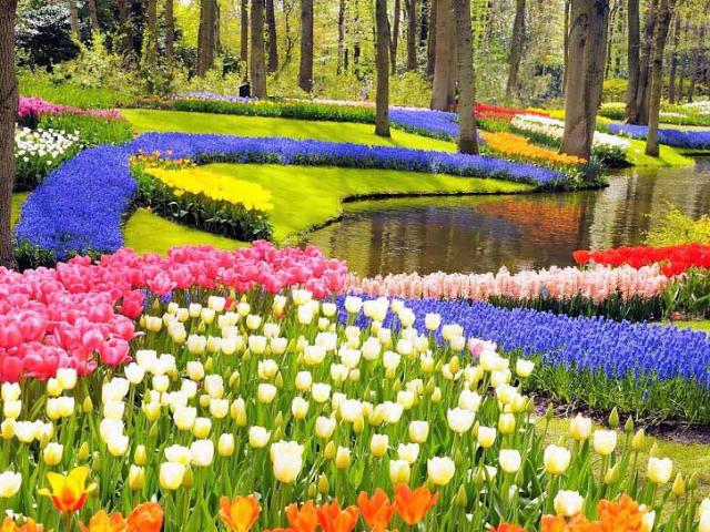Du lịch - Vẻ quyến rũ mê hoặc của vườn hoa Keukenhof ở xứ sở cối xay gió