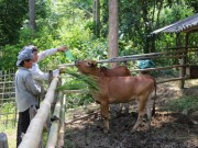 Thị trường - Tiêu dùng - Ở nơi thâm sơn cùng cốc, chăn nuôi mà khấm khá với đàn bò 20 con