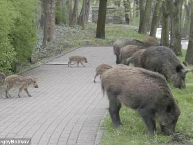 Thế giới - Ba Lan: Đàn lợn rừng qua đường theo vạch cho người đi bộ