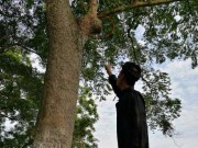 Tin tức trong ngày - Li kì cuộc chiến bảo vệ “cụ sưa” 200 tuổi trong ngôi đền cổ
