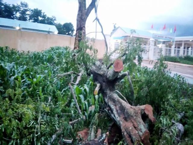 Tin tức trong ngày - Cây muồng đè chết 1 người, làm 5 người bị thương