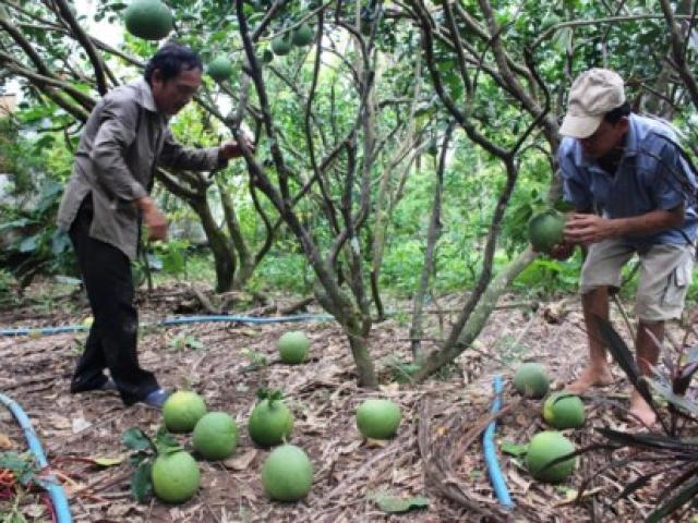 Thị trường - Tiêu dùng - Lại săn lùng đặc sản bưởi da xanh còn... non