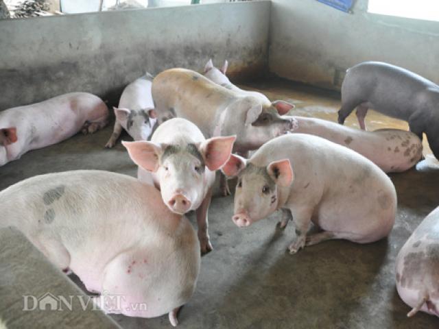 Thị trường - Tiêu dùng - Khủng hoảng lợn "lây lan" đến cả bò thịt, trứng, sữa...