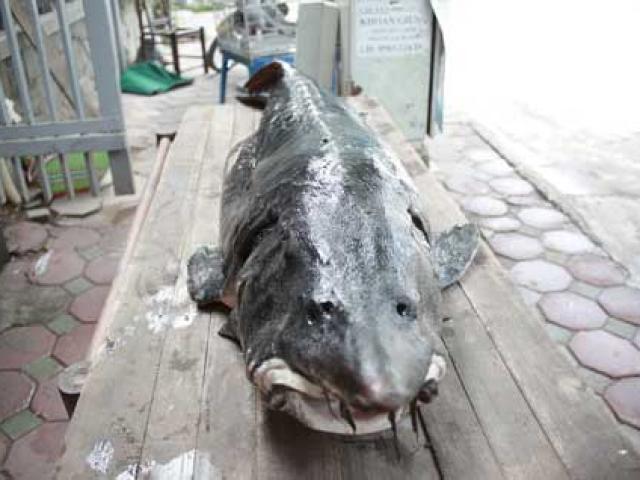 Tin Hà Nội - Cá tầm đen óng, nặng hơn 100kg từ Nga "bay" về Hà Nội