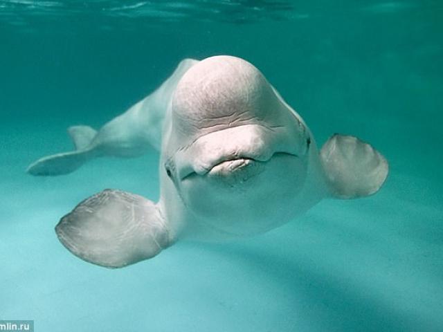 Thế giới - Nga dùng cá voi bảo vệ căn cứ hải quân?