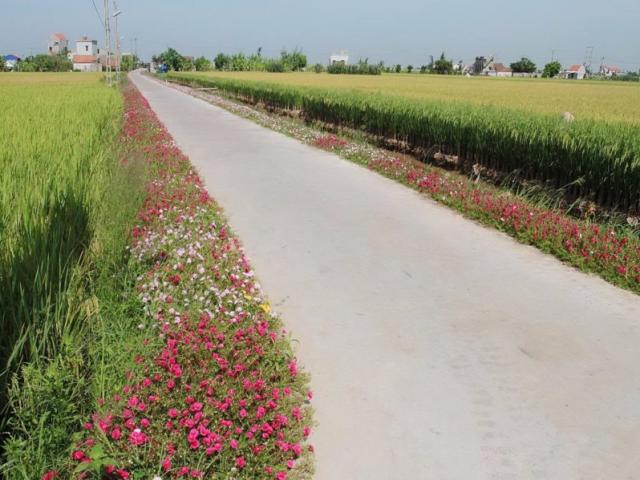 Tin tức trong ngày - Ngỡ ngàng những con đường làng rực rỡ sắc hoa