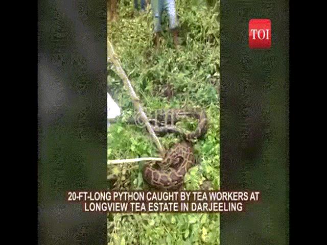 Thế giới - Ấn Độ: Bắt được trăn “quái vật” 6m giữa vườn chè