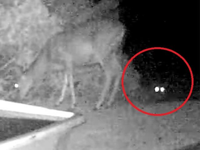 Thế giới - Sư tử núi dùng “kĩ thuật ninja” hạ gục con mồi