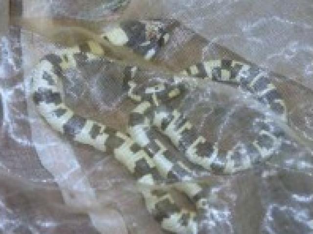 Phi thường - kỳ quặc - Tỉnh dậy thấy tay đau, rắn nằm dưới sàn, hốt hoảng kêu cứu