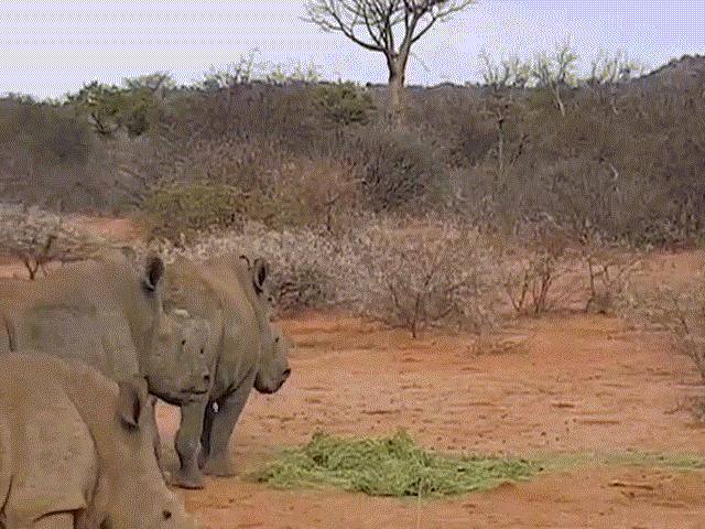 Thế giới - Đàn tê giác lừ lừ tiến đến, voi dùng "chiêu độc" đánh đuổi