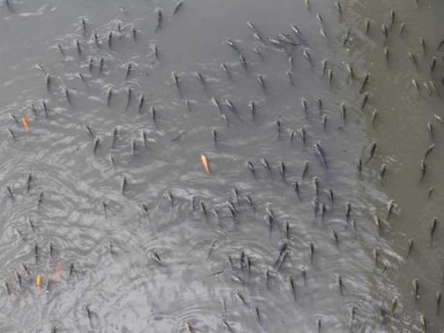 Tin tức trong ngày - Cá "ngóc đầu", thở thoi thóp ở kênh Nhiêu Lộc - Thị Nghè