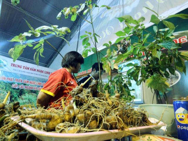 Tin tức trong ngày - Bán được củ sâm giá 120 triệu đồng tại lễ hội sâm Ngọc Linh