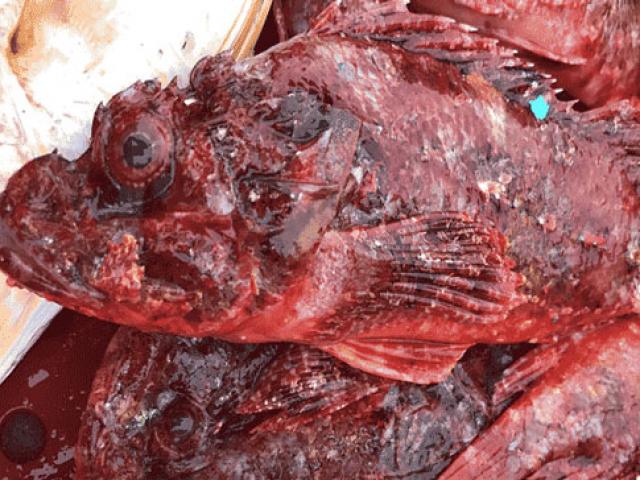 Thị trường - Tiêu dùng - Săn cá "nhìn phát ghê, ăn lại mê": Chỉ ngư dân lành nghề mới dám