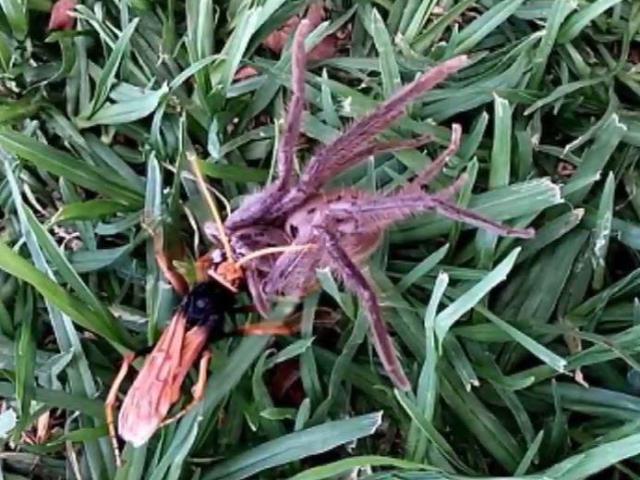 Phi thường - kỳ quặc - Ong đắc thắng bắt nhện, bất ngờ bị "kẻ thứ 3" can thiệp