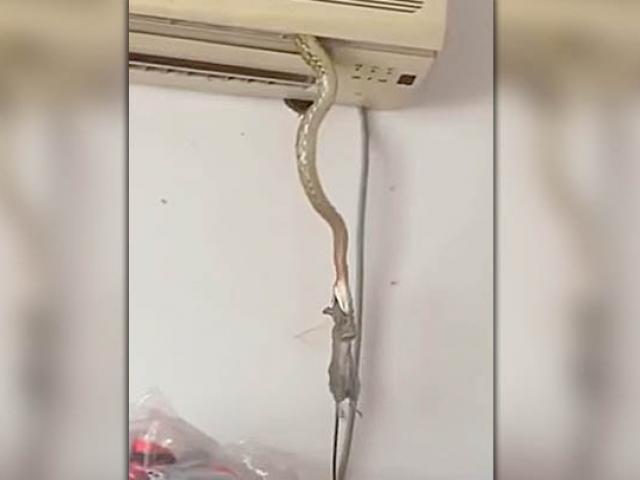 Thế giới - Kinh hoàng rắn treo lơ lửng trên điều hòa, miệng ngậm chuột "khủng"