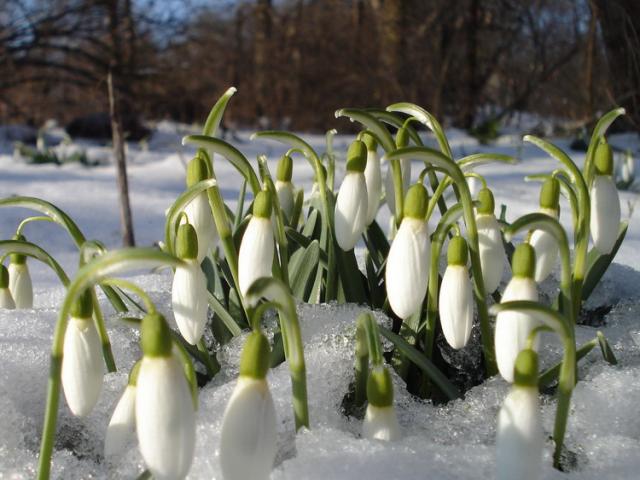 Media - Quà tặng cuộc sống: Hoa giọt tuyết