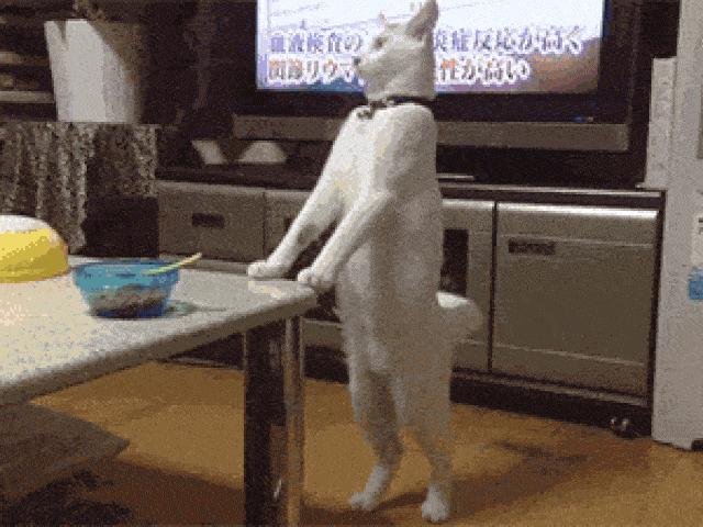 Tranh vui - Ảnh động: Những chú mèo mang "lá gan chuột nhắt"