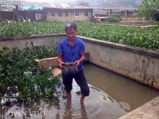 Thị trường - Tiêu dùng - "Vườn" ba ba gai 2.000 con giá nửa tỷ đồng nơi tận cùng biên giới